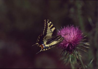 A Swallow tail Butter fly, january onwards