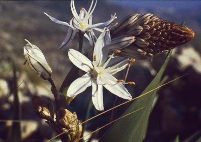 Winter flowers